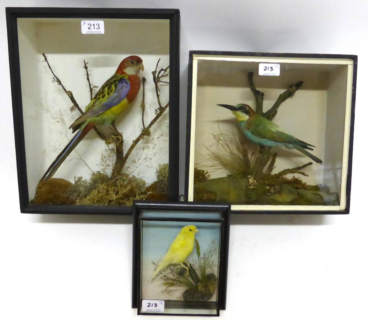 Lot 213 - Rosella Parakeet (Platycercus e.diemenensis), male, full mount, by Davis, Taxidermist, 61...