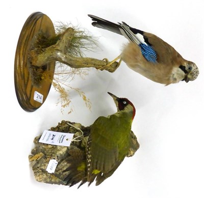 Lot 214 - Green Woodpecker (Picus viridis), full mount, late 20th century, clinging to a section of cork bark