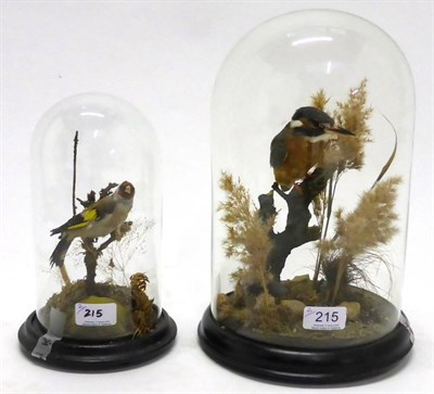 Lot 215 - Kingfisher (Alcedo atthis), full mount, late 20th century, perched on a twig amongst grasses...