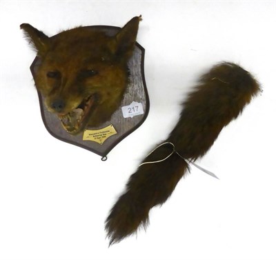 Lot 217 - Fox Mask, Blencathra Foxhounds, Butharlyp How, 21.Sept 1954, turning to the right and snarling,...