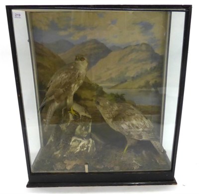 Lot 219 - Buzzard (Buteo buteo), pair of full mounts, circa 1910, one perched on a faux rock with rat...