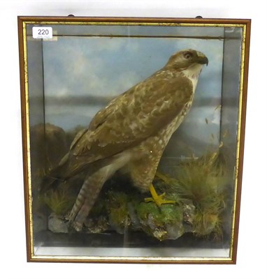 Lot 220 - Buzzard (Buteo buteo), full mount, circa 1930, preserved and mounted by T Salkeld,...