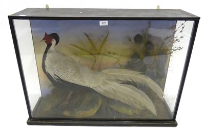 Lot 221 - Silver Pheasant (Lophura nycthemera), full mount, standing amongst faux rocks and grasses,...