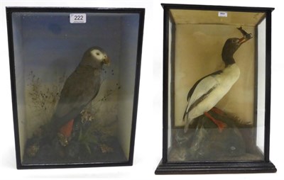 Lot 222 - Grey Parrot (Psittacus erithacus), full mount, circa 1900, perched on lichen covered faux rocks...