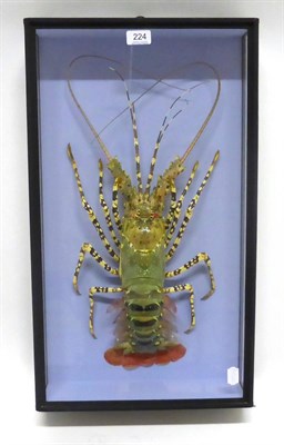 Lot 224 - Lobster, full mount, preserved, in a three-glass ebonised case, overall 37cm by 12cm by 63.5cm