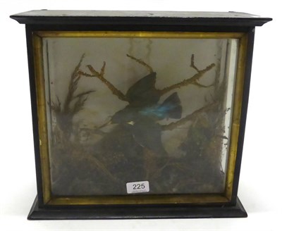 Lot 225 - Kingfisher (Alcedo atthis), full mount, late 19th century, posed in flight over a mossy twig...