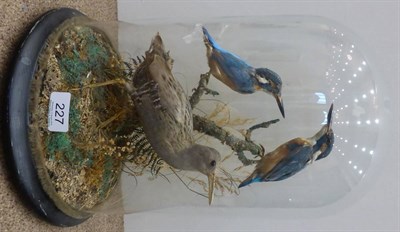 Lot 227 - A Late Victorian Three Bird Taxidermy Display, circa 1890, comprising Water rail (Rallus aquaticus)