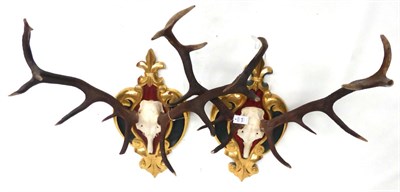 Lot 228 - European Red Deer (Cervus elaphus), two sets of antlers on frontlets, 5+6, on carved wood, red...