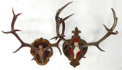 Lot 234 - European Red Deer (Cervus elaphus), two sets of antlers on frontlets, 5+6, on carved wood, red...