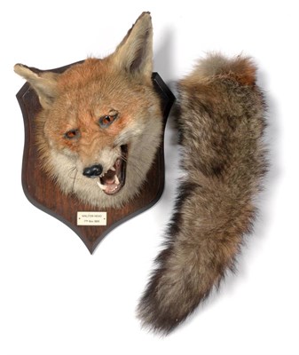Lot 2051 - A Spicer Fox Mask on a Shield Shaped Oak Plaque, labelled 'Walton Head 7th Nov 1956', the...