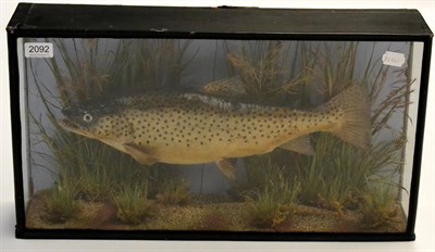 Lot 2092 - A Cased Cooper Brown Trout, preserved and mounted amidst leaves and grasses in an ebonised...