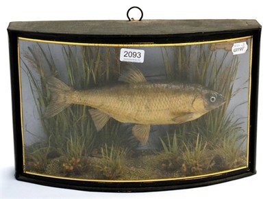 Lot 2093 - A Cased Cooper Taxidermy Dace, preserved and mounted amidst reeds and grasses, in an ebonised...