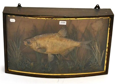 Lot 2094 - A Cased Taxidermy Bream, preserved and mounted amidst reeds and grasses, in an ebonised bow fronted