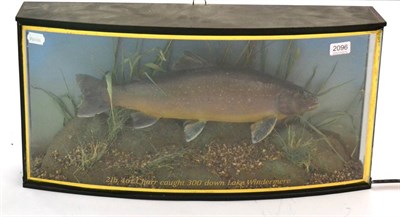 Lot 2096 - A Cased Taxidermy Charr, preserved and mounted amidst reeds and grasses, in a bow fronted case,...
