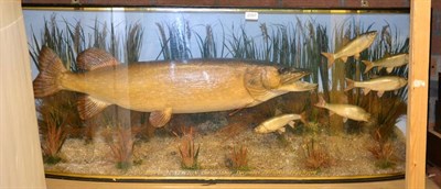 Lot 2097 - A Cased Taxidermy Pike Chasing Small Fish, preserved and mounted in a naturalistic setting,...
