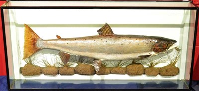 Lot 2120 - A Taxidermy Salmon, caught by D J Burr, River Ure, Near Spennithorne, 28-9-91, swimming over...