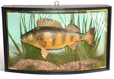 Lot 2191 - A Cooper Perch, preserved and mounted in a naturalistic setting, labelled 'Perch 2lbs 2ozs...