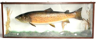 Lot 2194 - A Large Cased Irish Brown Trout, preserved and mounted in a naturalistic setting, caught by...