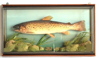 Lot 2195 - A Cased Brown Trout, preserved and mounted in a naturalistic setting, with brass plaque 'Caught...