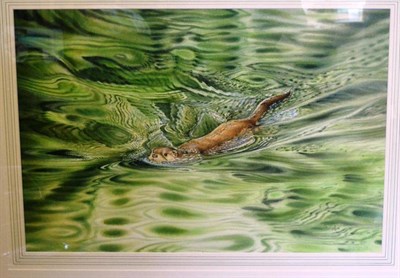 Lot 1091 - Colin Woolf Otter, swimming in green rippled water, signed and dated (19)97, watercolour, with...