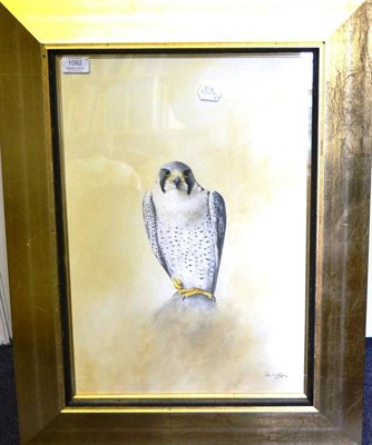 Lot 1092 - Colin Woolf Peregrine Falcon, perched on a rock, vignette study, signed and dated (19)95,...