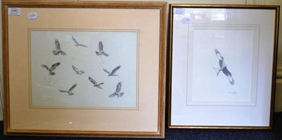 Lot 1096 - John Cyril Harrison `Hen Marsh Harriers', in flight, vignette pencil sketch, unsigned, 24cm by...