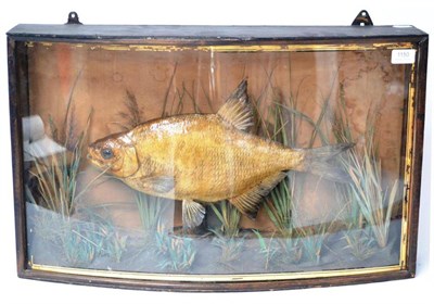 Lot 1150 - A Cased Bream, circa 1900, preserved and mounted amidst aquatic plants, in a bow fronted case...