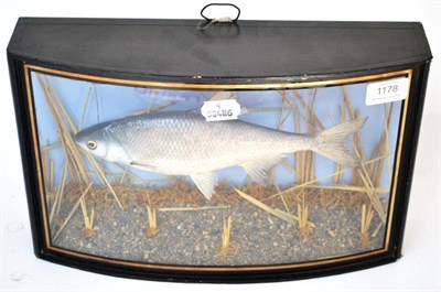 Lot 1178 - A Dace, preserved and mounted amidst reeds, labelled 'William Hobbs bird and animal preserver,...