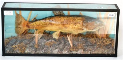 Lot 1179 - A Trout, preserved and mounted amidst rocks and grasses, in a glazed case, together with a...