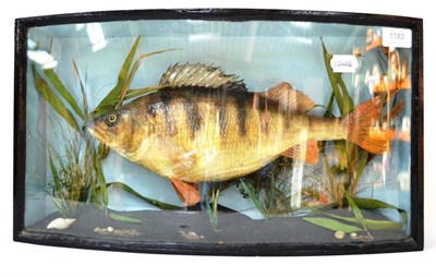 Lot 1180 - A Perch, preserved and mounted amidst grasses, in a bow fronted case, 48cm by 27cm