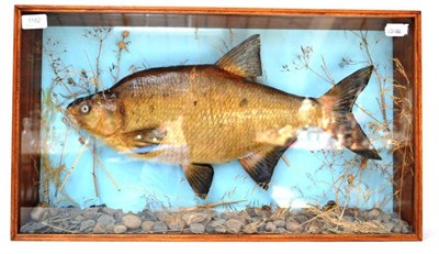 Lot 1182 - A Bream, preserved and mounted amidst grasses and pebbles, in a glazed rectangular case, 62cm...