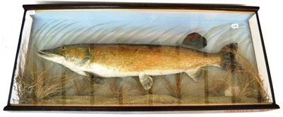 Lot 1183 - A Pike, preserved and mounted amidst reeds, with painted backdrop, labelled 'Pike Caught by H....