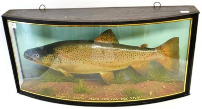 Lot 1253 - A Cooper Trout, in a bow fronted case, inscribed in gilt 'Caught at Bicton, March 17th, 1929, WGT 5