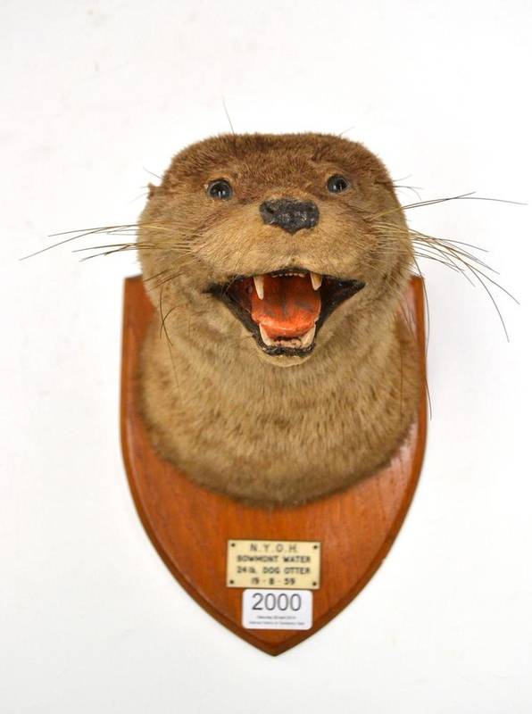 Lot 2000 - Eurasian Otter (Lutra lutra), NYOH (North Yorkshire Otterhounds), Bowmont Water, 24lb, dog...