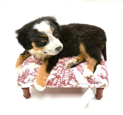 Lot 2002 - Burmese Mountain Dog Puppy, modern, full mount, recumbent on a toile de jouy upholstered stool,...