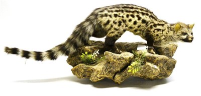 Lot 2003 - Genet (Genetta sp.subspecies), circa 1990, full mount, in hunting pose, on faux wood effect...