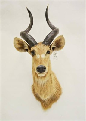 Lot 2004 - Nyala (Tragelaphus angasii), modern, shoulder mount, right horn 61.5cm, left horn 59cm