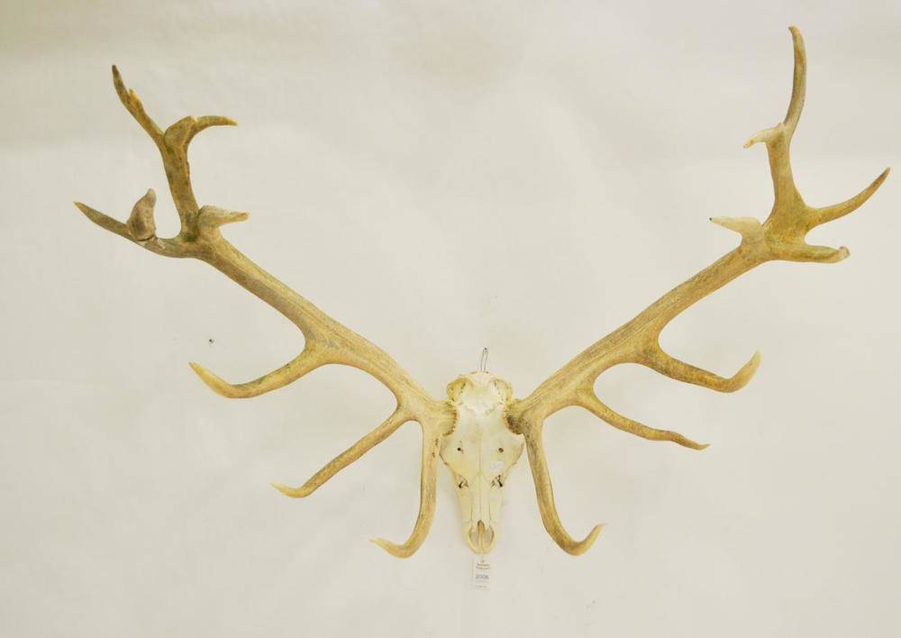 Lot 2008 - Warnham Red Deer (Cervus elaphus), antlers on upper skull, 19 points, right antler 95cm, left...