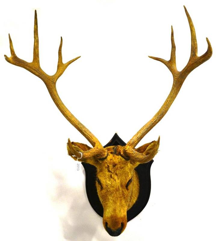 Lot 2013 - Swamp Deer (Rucervus duvauceli), Central India, Rowland Ward, London, circa 1930, head mount,...