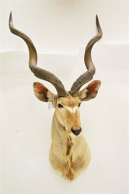 Lot 2015 - Greater Kudu (Tragelaphus strepsiceros), late 20th century, shoulder mount, turning slightly to the