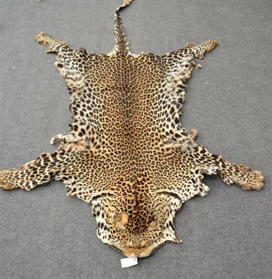 Lot 2016 - Leopard (Panthera pardus), 1942, skin rug, flat head, no backing material , 227cm long, 140cm...