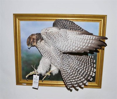 Lot 2019 - Hybrid Gyr Falcon (Falco rusticolus x Falco peregrinus), 2012, female, full mount, with wings...