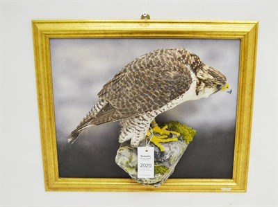 Lot 2020 - Hybrid Gyr Falcon (Falco rusticolus x Falco peregrinus), circa 2002, full mount, in perched...