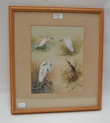 Lot 2021 - George Edward Lodge (1860-1954) Vignette studies of Buff-Backed Heron, Little Egret, Great...