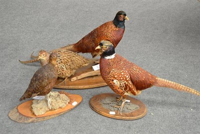 Lot 2024 - Cock and Hen Pheasant, by Mike Gadd, 20th/21st century, full mounts, naturalistically posed on wood