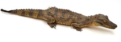 Lot 2027 - A Taxidermy Young Alligator, circa 1930, with slightly open jaw, 58cm long