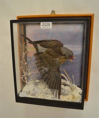 Lot 2028 - Fieldfare (Turdus pilaris), late 20th century, full mount, perched on frosted twig, rose hip in its