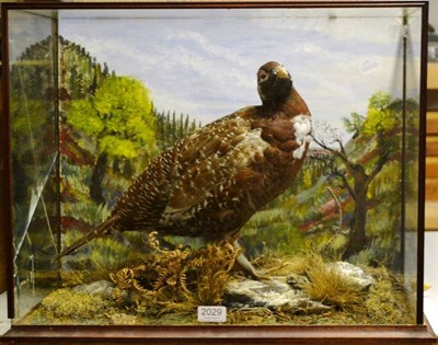 Lot 2029 - Red Grouse (Lagopus lagopus scotica), circa 1980, full mount, amongst faux rocks, ferns and...