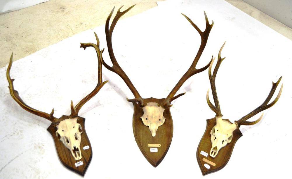 Lot 2031 - Fallow Deer (Cervus dama dama), Forest of Dean, shot 29 October 1993, antlers on cut upper...