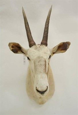 Lot 2035 - Beisa Oryx (Oryx beisa beisa), Ovisume, nr Grootfontein, Namibia, shot 12 February 1994,...